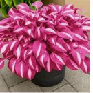 Caladium Seeds Hosta Flower Garden Plants 500 SEEDS