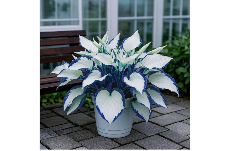 500 SEEDS White-Centered Blue-Edged Hosta Seeds