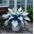 500 SEEDS White-Centered Blue-Edged Hosta Seeds