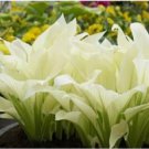 Hosta Plantaginea Fragrant Plantain Seeds Fire And Ice Shade White Lace 20 SEEDS