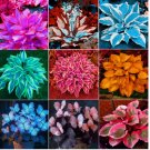 Purple White Hosta Plant Seeds Hosta Plantaginea Garden Flowers 100 pcs