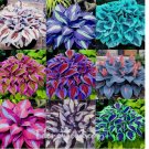Purple White Hosta Plant Seeds Hosta Plantaginea Garden Flowers 100pcs