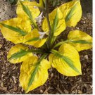 Hosta Glad Rags 3 Plant Roots Shade Garden Summer Flowers