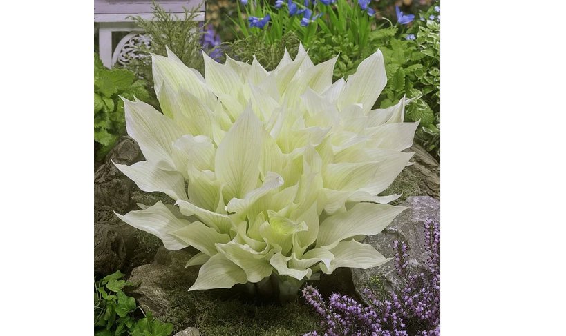 Hosta White Feather 3 Plant Roots Shade Garden Spring Summer