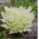 Hosta White Feather 3 Plant Roots Shade Garden Spring Summer