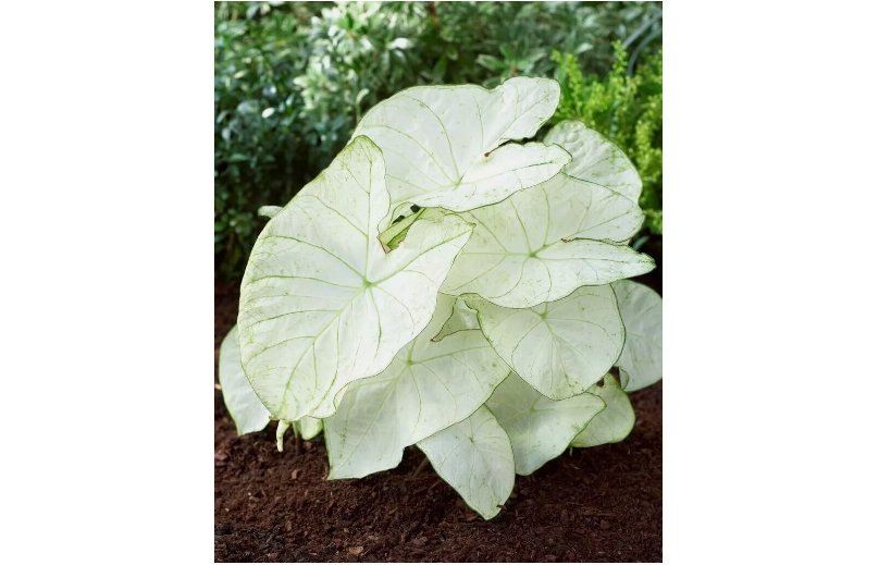 Florida Moonlight Caladium Bulbs 6 pcs