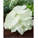 Florida Moonlight Caladium Bulbs 6 pcs