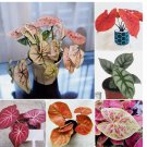 90 SEEDS SET-02 Mixed Color Dwarf Elephant Ear, Caladium Flower, Open Air Bonsai
