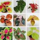 Mixed Color Caladium Flower, Easy to Germinating 90 SEEDS