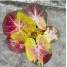 25 SEEDS Caladium Seeds, Hybrid A25 Vatieties, Very beautiful