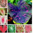 Caladium Flower Seeds Rare 6 Kinds Color Perennial Garden Open Air Bonsai 100 seeds
