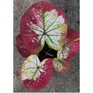 25 SEEDS Caladium Seeds, Jaokrungviengtrai Vatieties