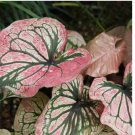 100 SEEDS Ornamental Plants, Mix Variety Color Caladium Flowers