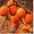 Persimmon 5 Tree Seeds Diospyros Virginiana Sugar Plum Fruit Plant Native