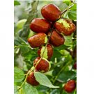10 SEEDS Jujube Fruit Tree superfruit Ziziphus jujube Fast Growing
