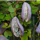 5 SEEDS Chocolate Vine {Akebia quinata} 'Purple Bouquet' | Edible