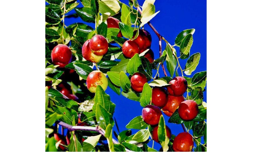 JUJUBE FRUIT TREE SEEDS 10 RED CHINESE DATE INDIAN PLUM