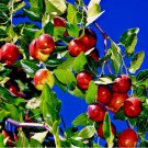 JUJUBE FRUIT TREE SEEDS 10 RED CHINESE DATE INDIAN PLUM