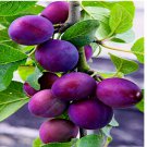 5 AMERICAN PLUM TREE SEEDS (Prunus americana) Fast Fruit Flower Plant