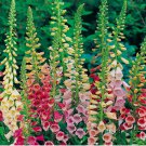 750 SEEDS Excelsior Mix Foxglove Seeds | Non-GMO