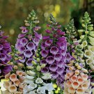 400 SEEDS Foxglove Dwarf FOXY MIX Deer Resistant Biennial Fall Planting Non-GMO