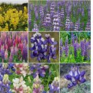 100 SEEDSLupine LOOPY MIX Fall Planting Hummingbirds Annual Perennial Non-GMO