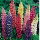 50 SEEDS Russell Lupine MIXED COLORS PERENNIAL Hummingbirds & Bees LOVE! Non-GMO 50 SEEDS Russell Lupine MIXED COLORS PERENNIAL Hummingbirds & Bees LOVE! Non-GMO