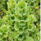 100 SEEDS BELLS OF IRELAND Cut Flowers Drying Unusual Re-Seeds Heirloom Non-GMO