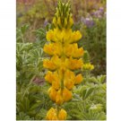 50 SEEDS Lupine YELLOW Annual Drought Tolerant Hummingbirds Honey Bees Non-GMO
