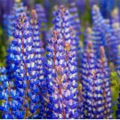 50 SEEDS Lupine WILD PERENNIAL Hummingbird & Bee Favorite Heirloom Pure Non-GMO