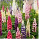 100 SEEDS Russell Lupine Seeds | Non-GMO
