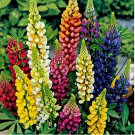 Russell Lupine Mixed Colors Seeds 200pcs