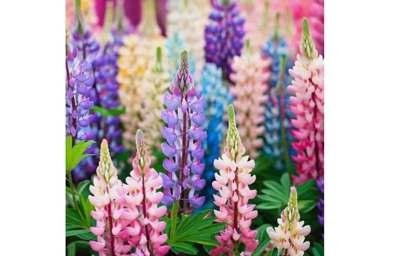 Pixie Delight Lupine Seeds | Non-GMO