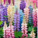 Pixie Delight Lupine Seeds | Non-GMO
