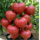 RARE GIANT OXHEART TOMATO 75 SEEDS HUGE TASTY HEIRLOOM NON-GMO