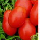 250 SEEDS Roma VF Tomato Seeds | NON-GMO