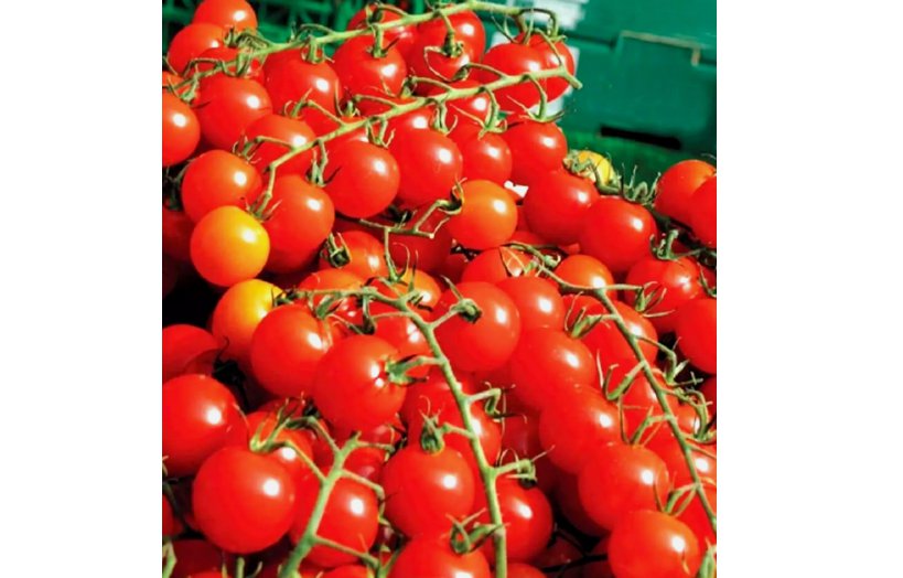 CHERRY TOMATOES SUPER SWEET LARGE 250 SEEDS SWEET TASTY HEIRLOOM NON-GMO