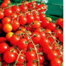CHERRY TOMATOES SUPER SWEET LARGE 250 SEEDS SWEET TASTY HEIRLOOM NON-GMO