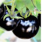 EUROPEAN BLACK CHERRY TOMATOES 75 SEEDS SWEET TASTY HEIRLOOM NON-GMO