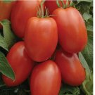 100 SEEDS Roma Tomato Seeds | Heirloom / Non-GMO