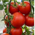 42 Day - Fastest Tomato in the World to Ripen! 25 SEEDS