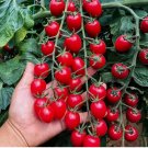 Waterfall Tomato Seeds - Heirloom, Non-GMO 200pcs