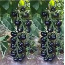 EUROPEAN BLACK CHERRY TOMATO 120 SEEDS - SWEET - HEIRLOOM -NON GMO
