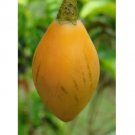 20 SEEDS Solanum betaceum Yellow Fruit | Tamarillo | Tree Tomato