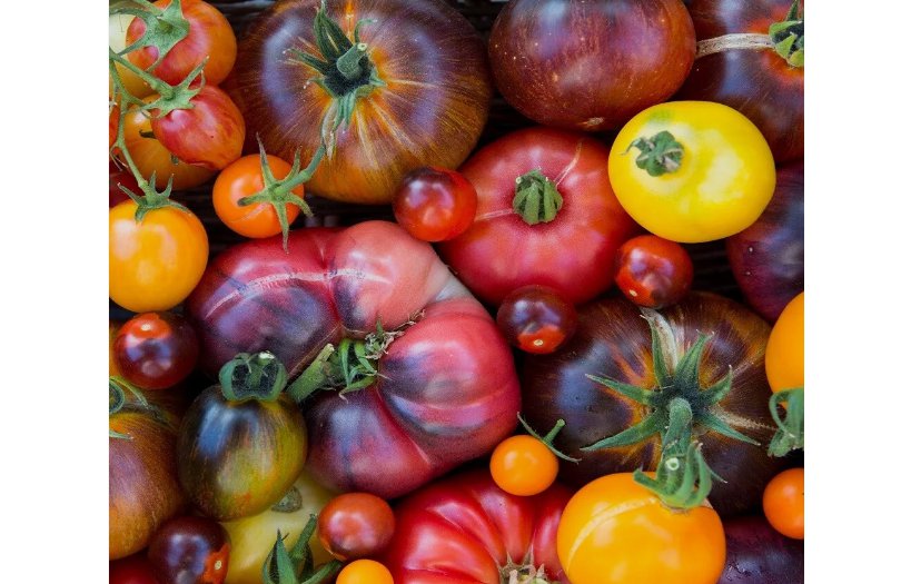 50 SEEDS Rainbow Beefsteak Tomato Seeds | Heirloom | Non-GMO