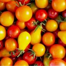 50 SEEDS Rainbow Cherry Tomato Mix Seeds | NON-GMO