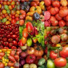 100 SEEDS Tomato Mix DECADE OF HEIRLOOMS Heirloom Tomatoes Indeterminate Non-GMO