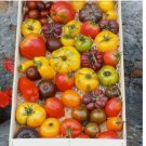 100 SEEDS Tomato Mix HEIRLOOM Open Pollinated Bright Flavorful Colorful Non-GMO