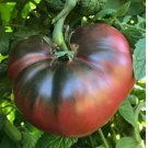 Cherokee Purple Tomato Seeds, Heirloom, NON-GMO.50 SEEDS