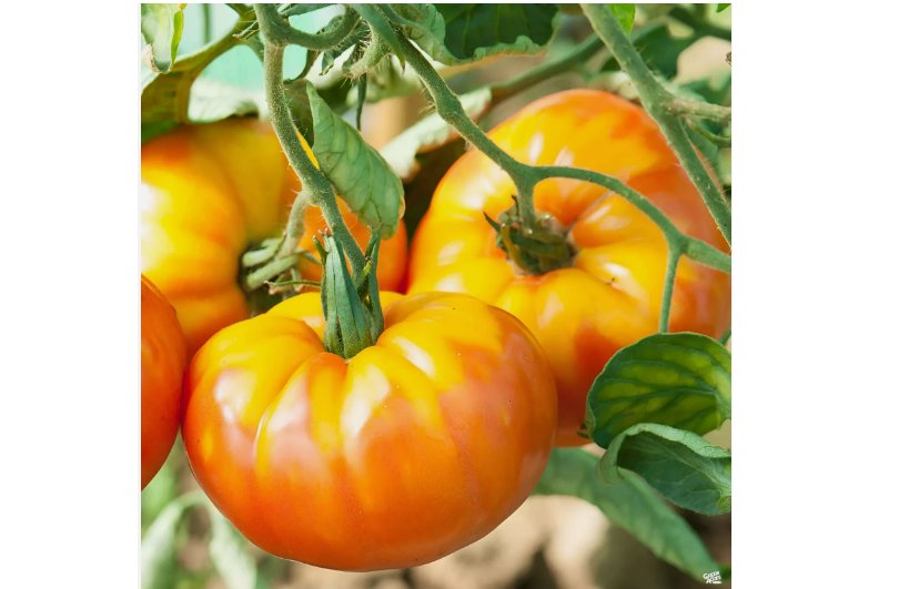 Heirloom Pineapple Tomato Seeds 100pcs